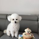 꼬리별펫케이크 이미지