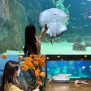 대전 실내 놀거리 데이트 엑스포 아쿠아리움[예약,공연시간,포토존]