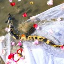 황금장어 이미지