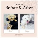 루시드동물메디컬센터