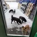 멍멍이가족 이미지