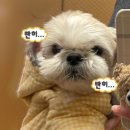 라이라이 이미지