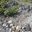 산진농장 | 2019 06 24 홋카이도 렌트 여행기 7탄 (활화산 토카치산, 마지막 저녁식사 '산진')