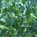 의수농장 이미지