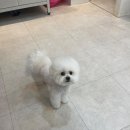 소울독 | 아이 속도에 맞춘 천안애견미용, 소울독 방문기