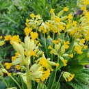 베리스앵초 이미지