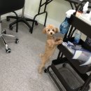 온양애견미용 이미지