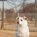 덕수공원반려견놀이터 이미지