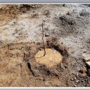 대추나무민박 이미지