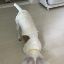 예지사료 이미지