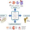 콩, 옥수수, 쌀, 밀, 기장 등에 함유된 anti-nutritional factors 줄이기 전략 2020 이미지