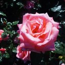 곡성곶감 영농조합법인 이미지