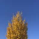 조원약국 | 가을이 떠나기 전에