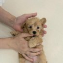 동행 애견 돌봄센터 하남점 이미지