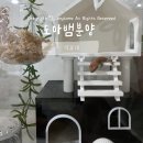 덕표내 | 일산 파충류샵 덕표내 크레스티드 게코 분양 후기