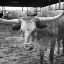 재현목장 이미지