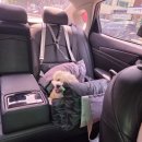 똥강아지 | 중랑구 애견카페 서울 강아지 카페 애견동반 술집 똥강아지카페 후기