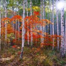 자작나무숲정상 이미지