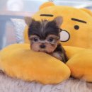 강아지분양 애견입양 아이러브독 천안점 말티푸미니비숑포메 | 부천 강아지입양, 행복한 반려 생활의 시작을 함께해요