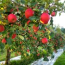 대미농장 이미지