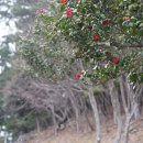 동백나무 Camellia japonica L. 종 이미지