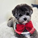 마이 펫 살롱 이미지