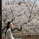 우방빨래터 | 대구 벚꽃 명소 앞산 카페거리 아눅 | 실시간 개화 만개 카페추천(+카펠라)