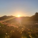 핑크뮬리 이미지