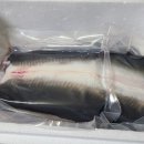 국산민물장어한마리 이미지