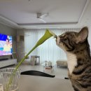 내포조은동물병원 이미지