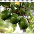 아보카도 [avocado]의 효능 이미지