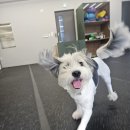 디오네 도그케어 이미지