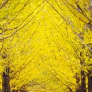 춘천남이섬애견가족전원마을펜션 이미지