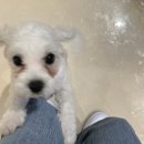 피네(P-ne) 이미지