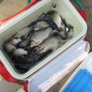 초평낚시터 이미지