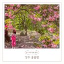 용담정 주차장 화장실 | 경주겹벚꽃 숨은명소 불국사 말고 용담정 현지인 추천