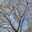 화도읍 창현리 도뮤토아파트 진입로 구간 | 화도소식 마석변신 벚꽃한바퀴