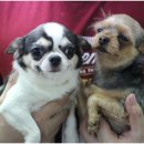 와와농장 이미지