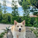 선흘정류장 이미지