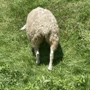 햇살마루목장 이미지