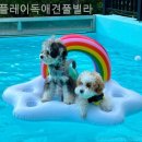 플레이독애견풀빌라 이미지