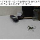 해보라