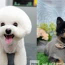 개과천선 이미지