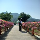 2025-06-01(일)강원도 철원한탄강 잔도길-포천 Y자형출렁다리-비둘기낭 폭포의 흔적들03 이미지