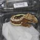 [Reptile] 221001-02 희귀 반려동물 박람회