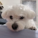 머무름 펫 이미지