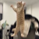 코꾸멍 이미지