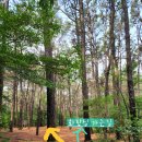 목상동 솔밭길 이미지