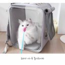 네모강아지 이미지