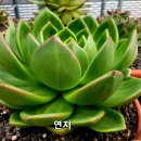연지 이미지
